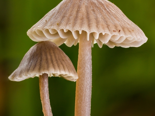 Find fungi | The Wildlife Trusts