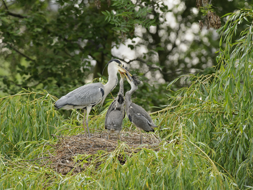 Nesting grey heron feeding chicks, The Wildlife Trusts
