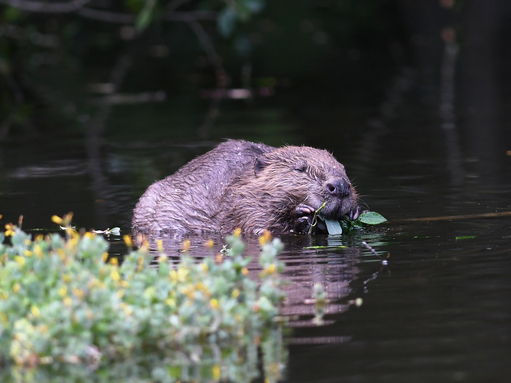 Beaver eating