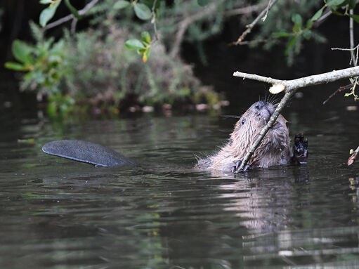 Where to see beavers | The Wildlife Trusts