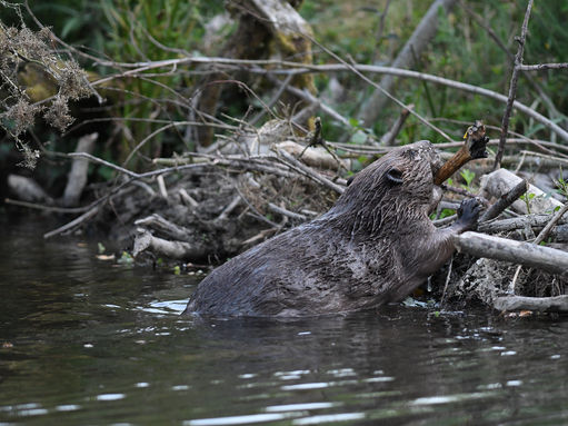 A beaver adding to her dam in Cornwall (C) David Parkyn