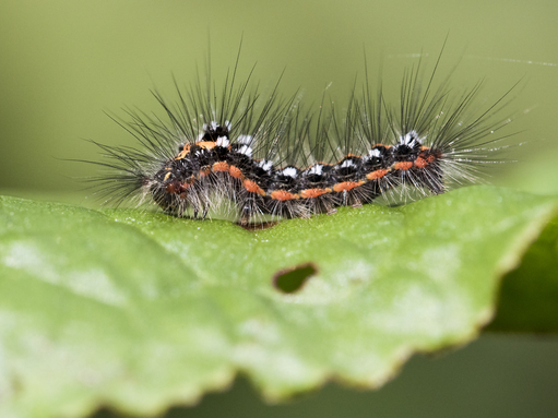 Yellow-tail moth caterpillar