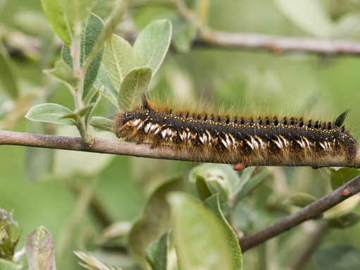 Drinker moth caterpillar