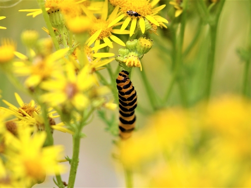 Cinnabar moth caterpillar