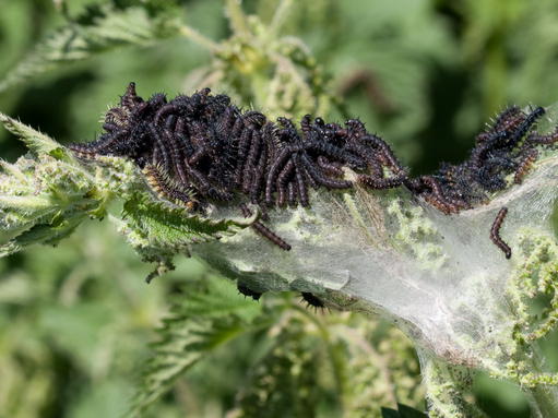 Peacock caterpillars