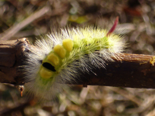 Pale tussock moth caterpillar