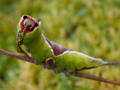 Puss moth caterpillar