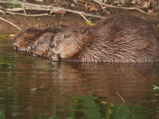 Beaver and kits on River Otter