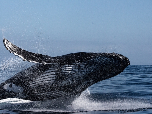 Humpback whale