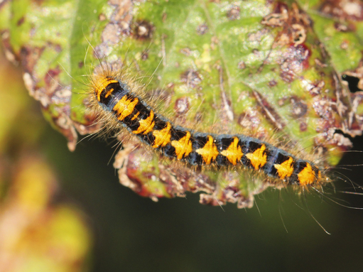 A young oak eggar caterpillar, dark with pale triangular shapes on top. It doesn't yet have the fluffy appearance they adopt in spring.