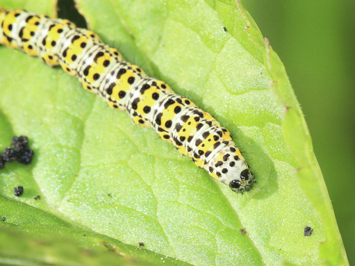 A mullein moth caterpillar, covered in yellow splodges and black spots