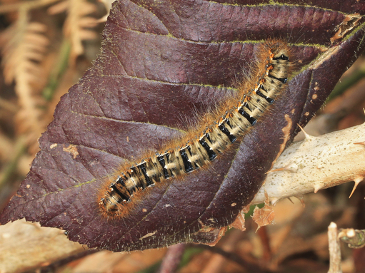 An oak eggar caterpillar, with long golden-brown hairs and black bands between body sections