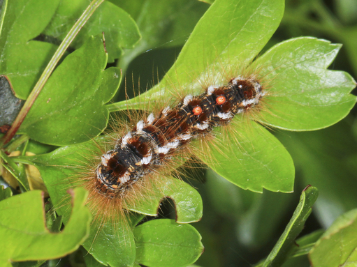 A brown-tail moth caterpillar, with a line of white stripes each side of its back and two red dots in the centre
