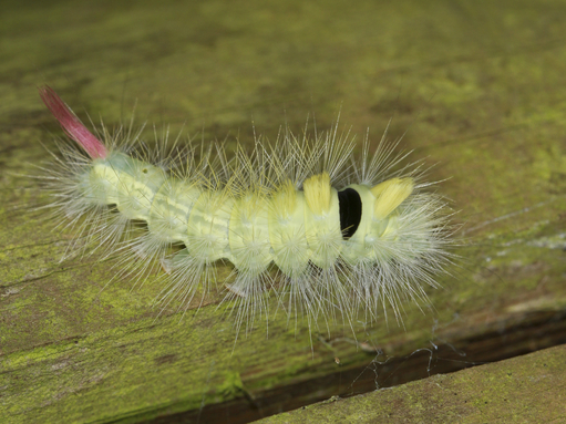 A pale tussock caterpillar, lime green with bright yellow tufts and a tufty red tail