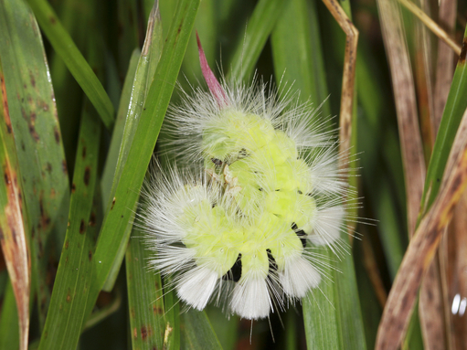 A pale tussock caterpillar curled in a defensive posture, revealing the jet black bands between its body segments