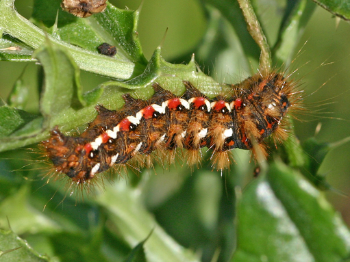A knot grass caterpillar, with tufts of brown hair and rows of red and white stripes, dots, and dashes