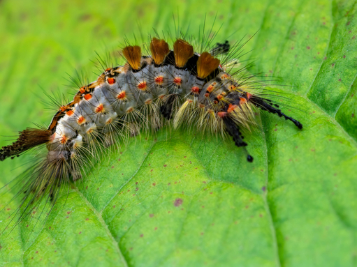 A vapourer moth caterpillar, covered in thick tufts of hair, crawling across a leaf