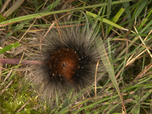 A furry black, ginger and white garden tiger caterpillar curled into a defensive ball