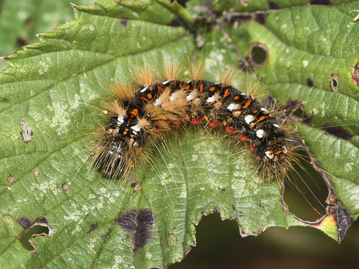 A knot grass caterpillar, with tufts of brown hair and rows of red and white stripes, dots, and dashes
