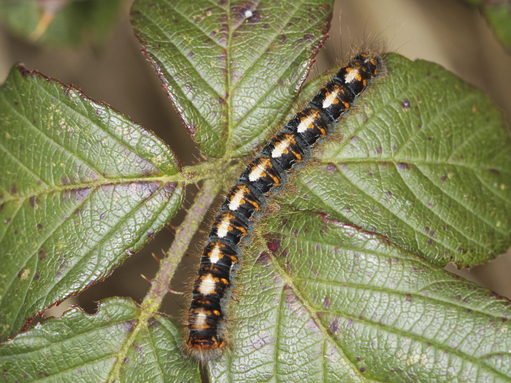 A young oak eggar caterpillar, dark with pale triangular shapes on top. It doesn't yet have the fluffy appearance they adopt in spring.