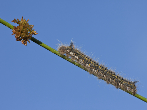 A drinker moth caterpillar resting on a grass stem