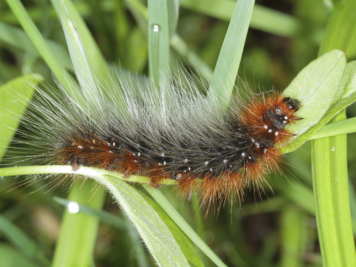 A garden tiger moth caterpillar, ginger and black with long white hairs