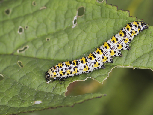 A mullein moth caterpillar, covered in yellow splodges and black spots, chomping on the leaf of its host plant
