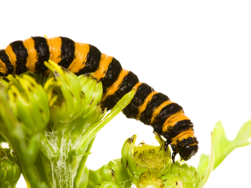 A stripy black and yellow cinnabar caterpillar on a ragwort plant