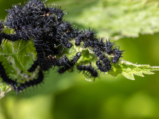 A group of young peacock caterpillars swarm over a nettle leaf