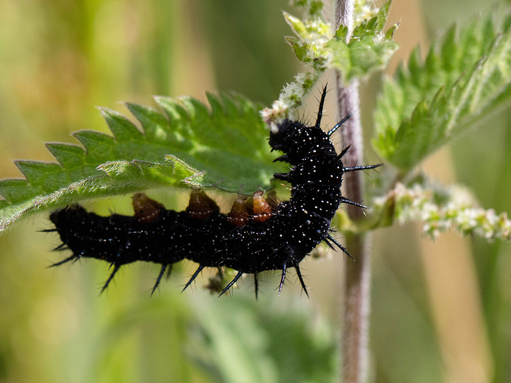 A spiky black peacock caterpillar feasts on a nettle leaf
