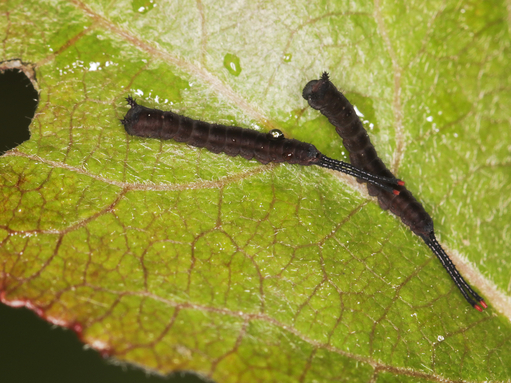 Two newly hatched puss moth caterpillars, small and black, each with two long, whip-like tails
