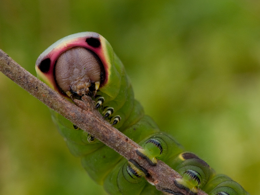 A puss moth caterpillar clings to a branch with its six real legs and four stubby pro-legs