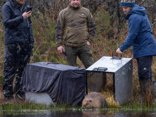First beaver reintroductions in Cornwall set precedent for wild ...