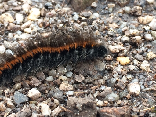 Fox moth caterpillar