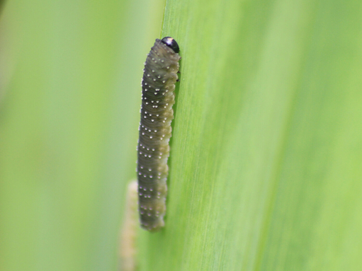 A slug-like iris sawfly larvae resting on the leaf of a flag iris