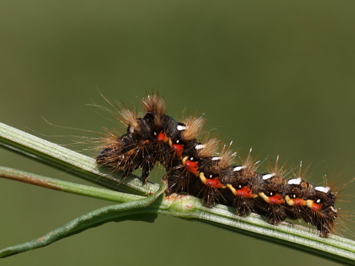 The caterpillar of a knot grass moth, crawling along a plant stem