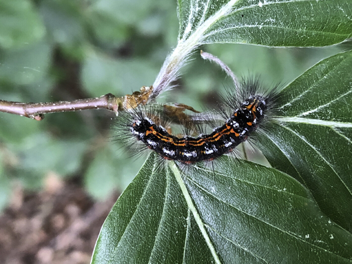 The caterpillar of a yellow-tail moth, feeding on leaves