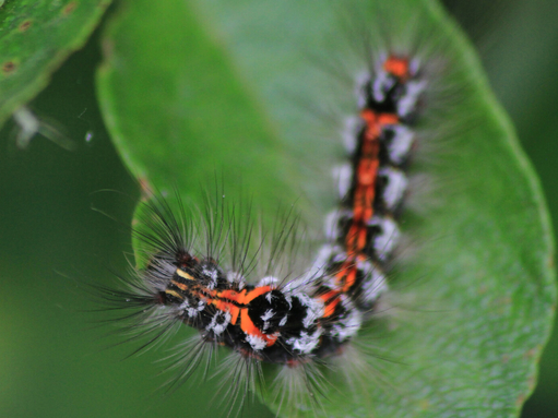 A yellow-tail moth caterpillar feeding on a leaf