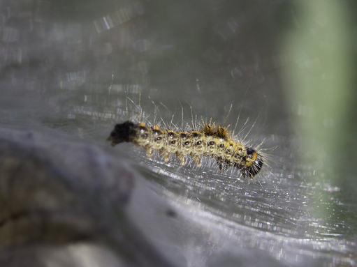 A very young brown-tail moth caterpillar on the silk web in which they live communally