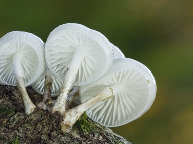 Find fungi | The Wildlife Trusts