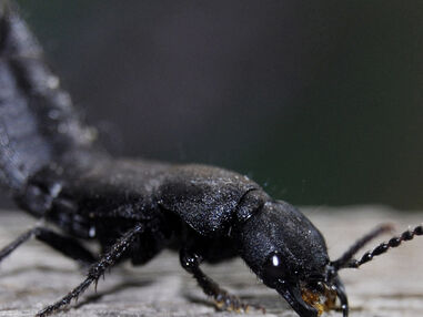 Devil's coach horse | The Wildlife Trusts