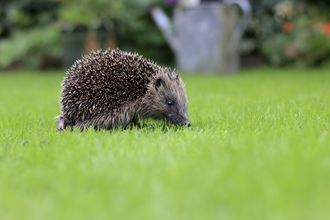 Hedgehog (©Tom Marshall)