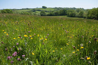 Lowland meadow and pasture