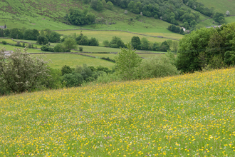 Northern hay meadow