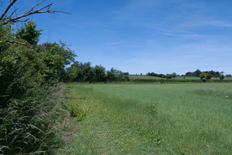 Farmland hedgerow