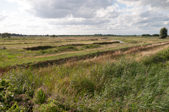 Coastal and floodplain grazing marsh