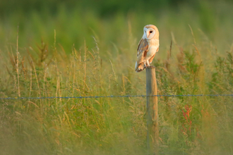 Barn owl perched