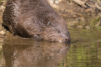 Beaver