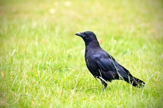 Rook (Corvus frugilegus) - British Birds - Woodland Trust