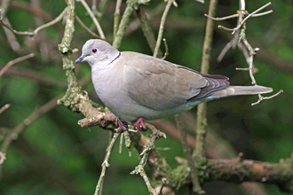 Types of Pigeons And Doves: Discover Avian Diversity